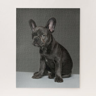 Puzzle Animaux de bébés cutest   Blue French Bulldog Pupp