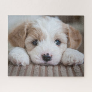 Puzzle Animaux de bébés cutest Cavashon Puppy