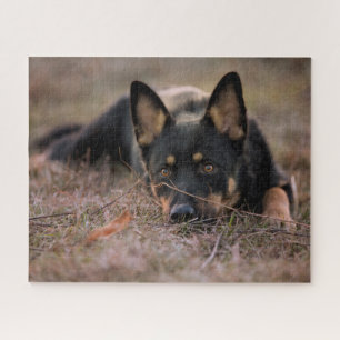 Puzzle Animaux de bébés cutest Chiot berger allemand