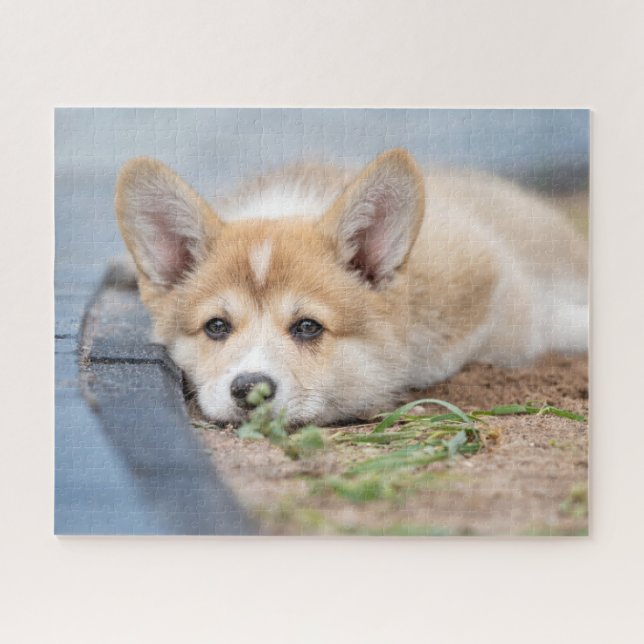 Puzzle Animaux de bébés cutest | Corgi Laying in the Yard (Horizontal)
