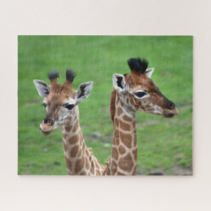 Puzzle Animaux de bébés cutest Deux Giraffes pour bébés