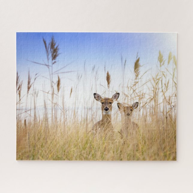 Puzzle Animaux de bébés cutest | Deux jeunes cerfs à queu (Horizontal)