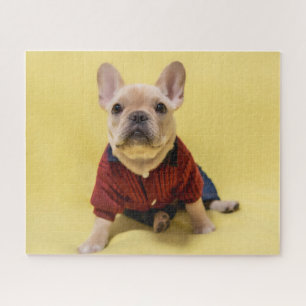 Puzzle Animaux de bébés cutest   French Bulldog habillé