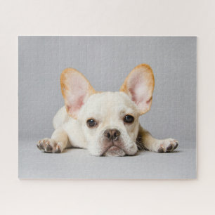 Puzzle Animaux de bébés cutest   French Bulldog Lying Dow