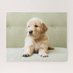 Puzzle Animaux de bébés cutest Golden Retriever Puppy