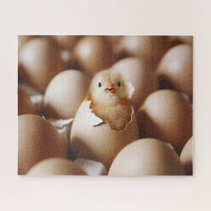Puzzle Animaux de bébés cutest   Nouveau bébé poussin
