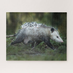 Puzzle Animaux de bébés cutest Opossum Maman & Kids