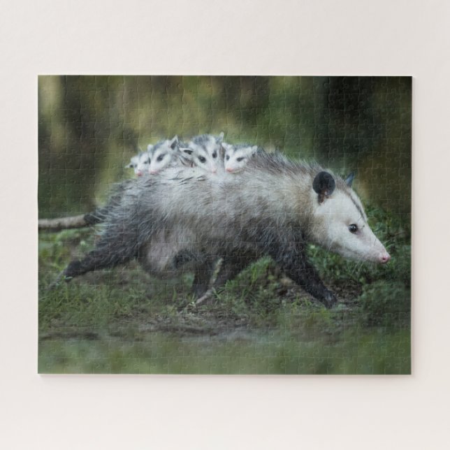 Puzzle Animaux de bébés cutest | Opossum Maman & Kids (Horizontal)