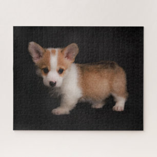 Puzzle Animaux de bébés cutest   Tiny Corgi