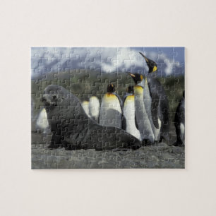 Puzzle Antarctique, île de Géorgie du Sud. Otarie antarct