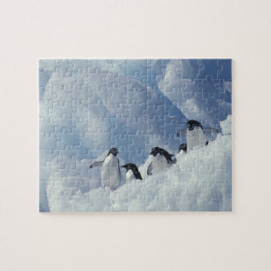 Puzzle Antarctique. Manchots Adélie