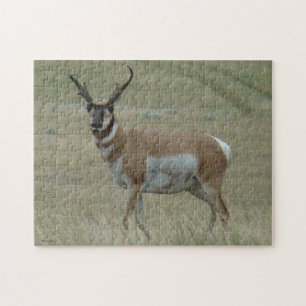 Puzzle Antilope d'Amérique A33 Cornes Torses