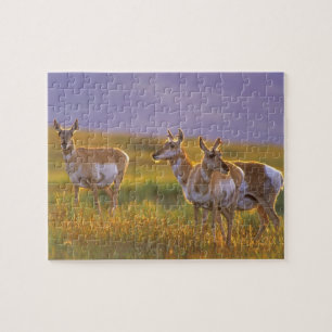 Puzzle Antilope d'Amérique dans le Montana
