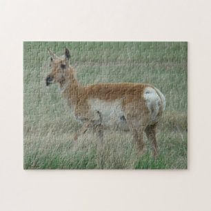 Puzzle Antilope d'Amérique femelle A31