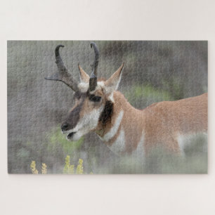 Puzzle Antilope d'Amérique mâle   Grand Tetons