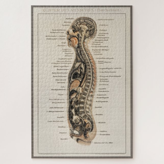 Puzzle Antique Vintage Anatomie Médicale (Vertical)