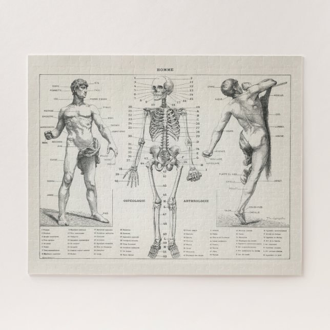 Puzzle Antique Vintage Anatomie Médicale (Horizontal)
