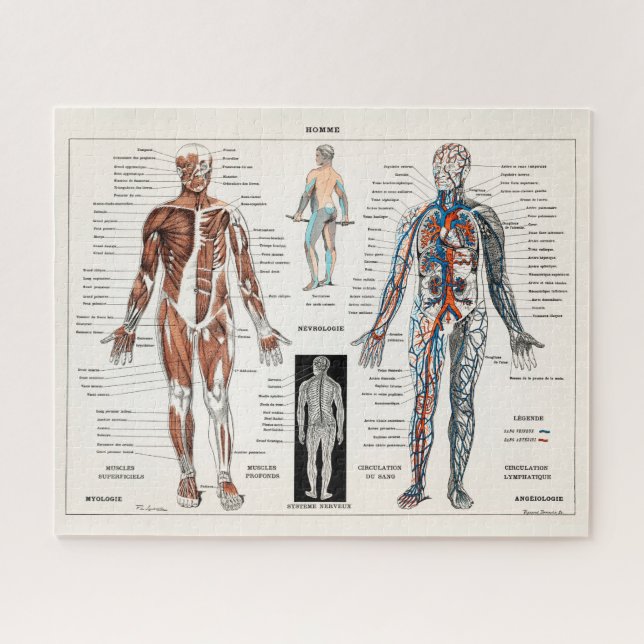 Puzzle Antique Vintage Anatomie Médicale (Horizontal)