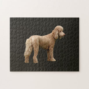 Puzzle Apricot Poodle