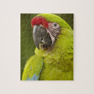 Puzzle Ara militaire