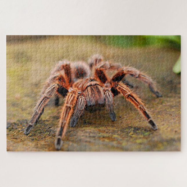 Puzzle Araignée Brown de tarantule sur terre (Horizontal)