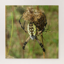 Araignée de jardin noire et jaune