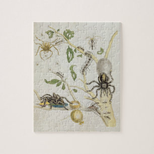 Puzzle Araignées : Mygole, plaquent 18 de 'au-dessus de