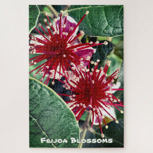Puzzle Arbre fruitier Feijoa à floraison rouge de printem