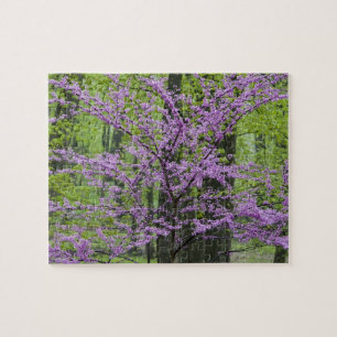 Puzzle Arbres Redbud en pleine floraison printanière près