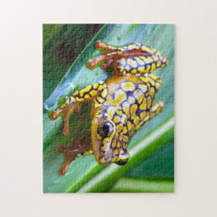 Puzzle Arlequin Poison Dart Frog