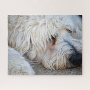 Puzzle Arrière - plan Goldendoodle