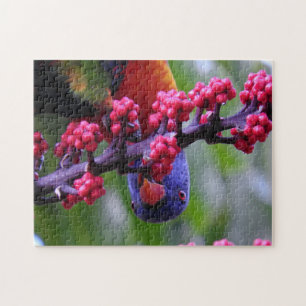 Puzzle Arrivée pour un en-cas - Rainbow Lorikeet