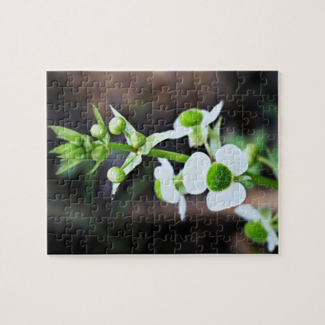 Puzzle Arrowhead White Flower Nature Art (Horizontal)