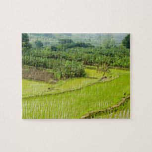 Puzzle Asie, Chine, province du Yunnan, Honghe. Banane