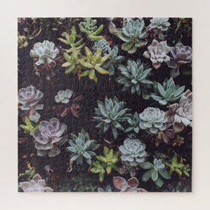 Puzzle Assortiment de petits Plantes succulents