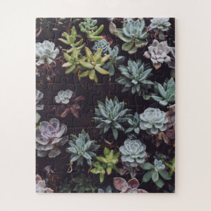 Puzzle Assortiment de petits Plantes succulents