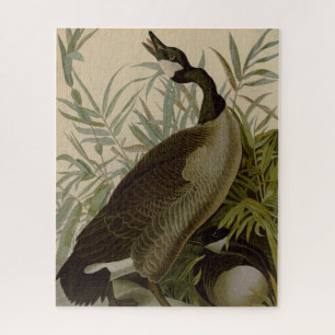 Puzzle Audubon Canada Oies Oiseaux sauvages