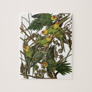 Puzzle Audubon Carolina Parrot Bird illustration