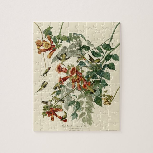 Puzzle Audubon Throsé de colibri (Vertical)