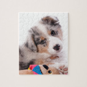 Puzzle Australian shepherd puppy