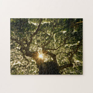 Puzzle Auvent Sunstar de banian