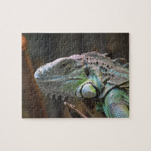 Puzzle avec tête colorée Iguana lézard