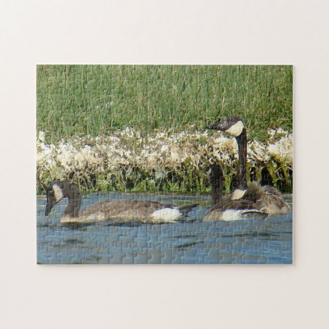 Puzzle B37 Oies Canadiennes (Horizontal)