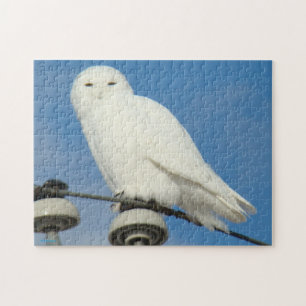 Puzzle B50 Harfang des neiges