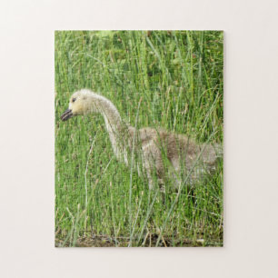 Puzzle B58 Gosling d'oie du Canada dans l'herbe