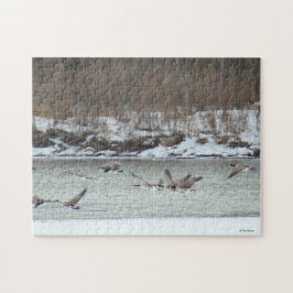 Puzzle B7 Oies canadiennes en vol