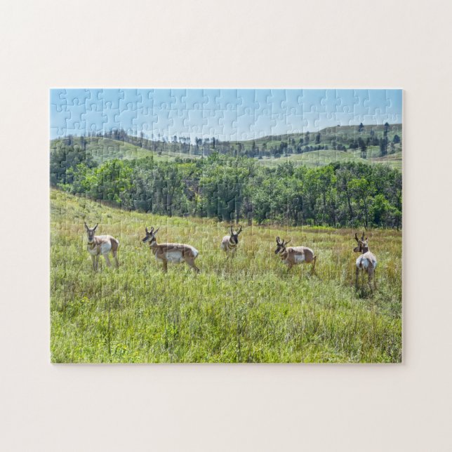 Puzzle Bachelor Pronghorn Antelopes, Dakota du Sud (Horizontal)