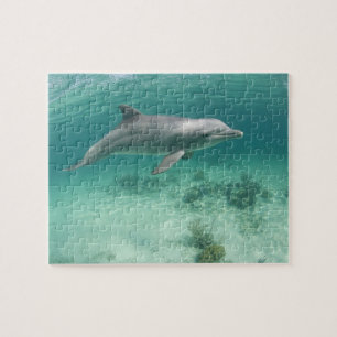 Puzzle Bahamas, île de Grand Bahama, Freeport, captif 6