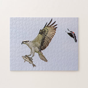 Puzzle Balbuzard pêché par un oiseau-noir à ailes rouges