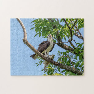 Puzzle Balbuzard pêcheur avec poisson